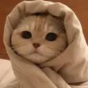 cozycat