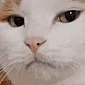 ohok