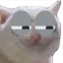suscat suscat