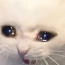 NOOOO