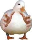 DuckChoke