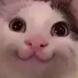 itsCatto