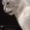 CatWTF