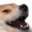 doggoxd