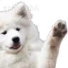 DogWave