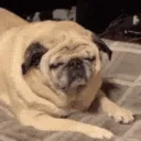aPugSleep