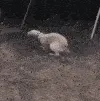 borzoispin