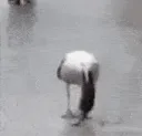 rat