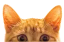 CatPeek CatPeek