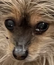 anxiety Discord emoji