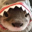 c_otter_hat3 c_otter_hat3
