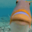 yfishkiss