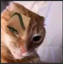 sus
