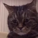 sadCat