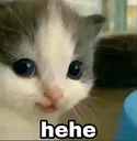 hehecat hehecat