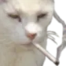 catsmoke