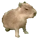 capybara