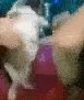papus_bailando