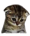 SadCat SadCat
