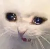 catcry