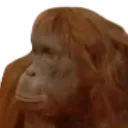 Where_Banana_Monkey