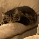 loafcat