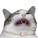 CATewwwww