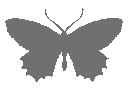 Butterfly_Gray Discord emoji