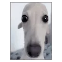dogi