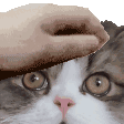 7bsit_catpet Discord Emoji