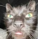 wuh