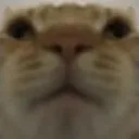 stare