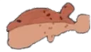 blowfish_pooped