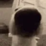 sniff