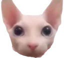 Bingus Bingus