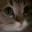 Meow Meow
