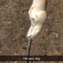 hetsexydeg