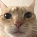 catplimpus Discord emoji