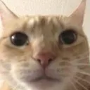 catplimpus