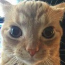 catgakster Discord emoji
