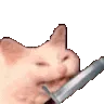 cattofight