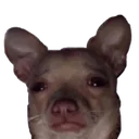 Sad_dog