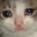 sadcat sadcat