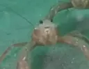 HUH