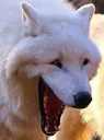 Lmao_dog