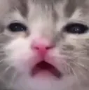 commotioncat