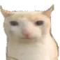 catjudge catjudge