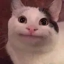meow002 meow002