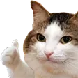 thumbcat