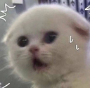 cat_huh Discord emoji